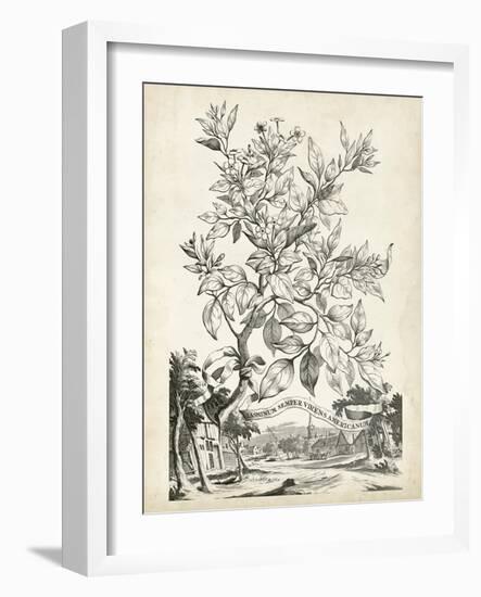 Scenic Botanical II-Abraham Munting-Framed Art Print