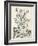 Scenic Botanical II-Abraham Munting-Framed Art Print