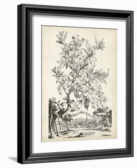 Scenic Botanical II-Abraham Munting-Framed Art Print