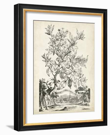 Scenic Botanical II-Abraham Munting-Framed Art Print