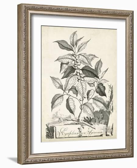 Scenic Botanical III-Abraham Munting-Framed Art Print