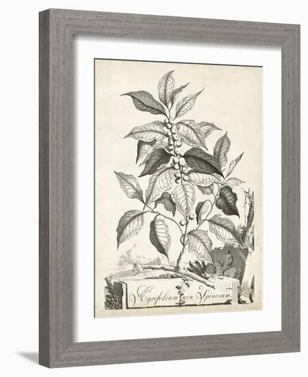 Scenic Botanical III-Abraham Munting-Framed Art Print