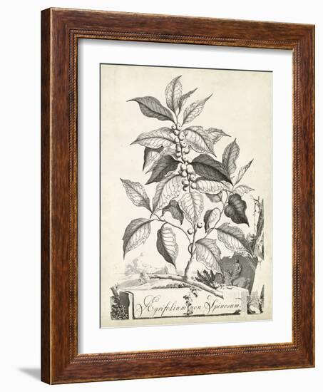 Scenic Botanical III-Abraham Munting-Framed Art Print