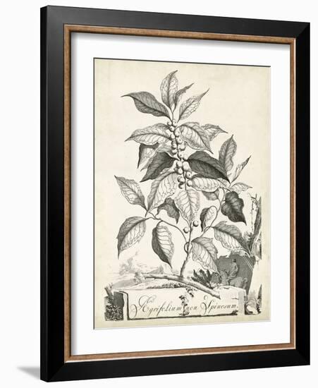 Scenic Botanical III-Abraham Munting-Framed Art Print