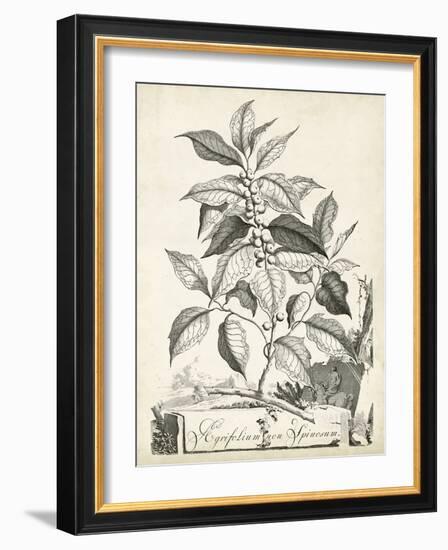 Scenic Botanical III-Abraham Munting-Framed Art Print