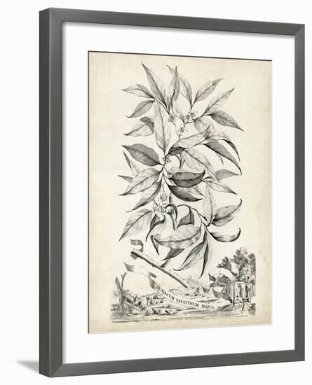 Scenic Botanical IV-Abraham Munting-Framed Art Print