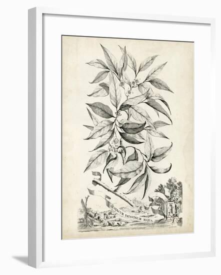 Scenic Botanical IV-Abraham Munting-Framed Art Print