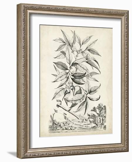 Scenic Botanical IV-Abraham Munting-Framed Art Print