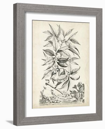 Scenic Botanical IV-Abraham Munting-Framed Art Print