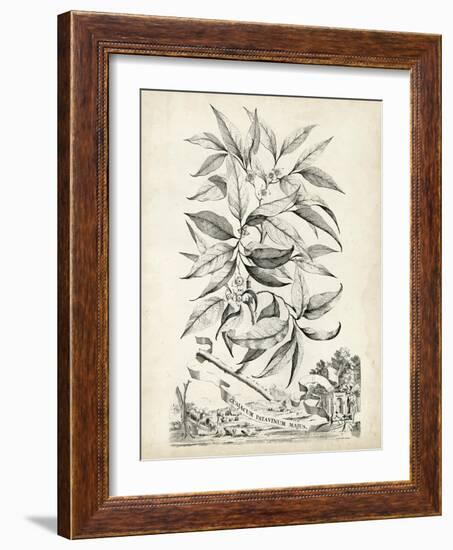 Scenic Botanical IV-Abraham Munting-Framed Art Print