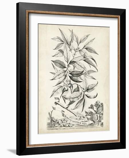 Scenic Botanical IV-Abraham Munting-Framed Art Print