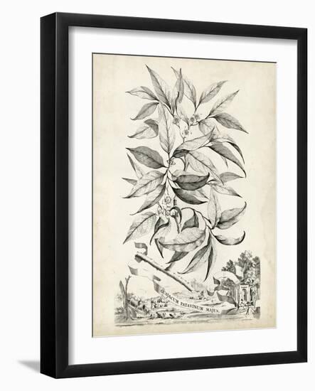 Scenic Botanical IV-Abraham Munting-Framed Art Print