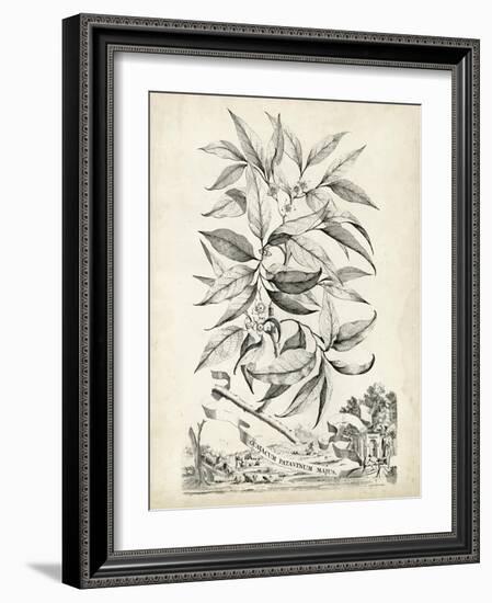 Scenic Botanical IV-Abraham Munting-Framed Art Print