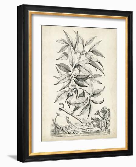 Scenic Botanical IV-Abraham Munting-Framed Art Print