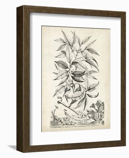 Scenic Botanical IV-Abraham Munting-Framed Art Print
