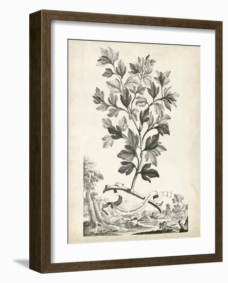 Scenic Botanical V-Abraham Munting-Framed Art Print