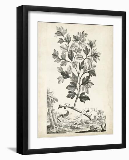 Scenic Botanical V-Abraham Munting-Framed Art Print