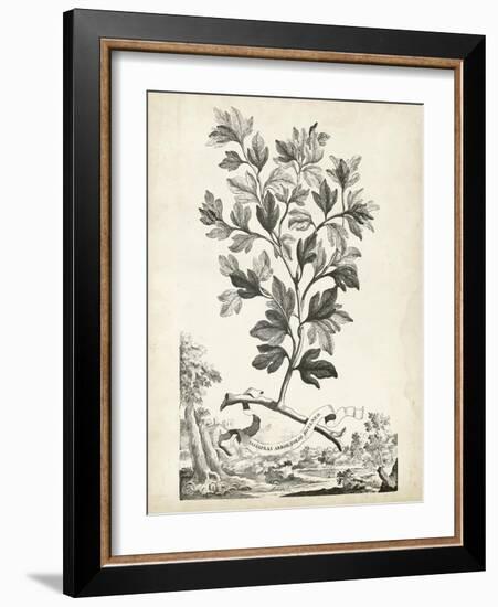 Scenic Botanical V-Abraham Munting-Framed Art Print