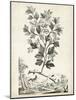 Scenic Botanical V-Abraham Munting-Mounted Art Print