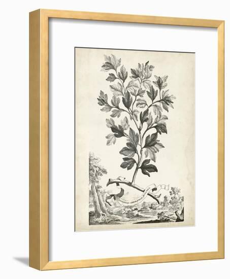 Scenic Botanical V-Abraham Munting-Framed Art Print