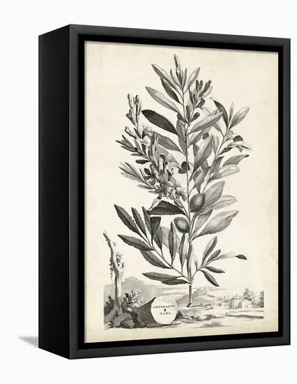 Scenic Botanical VI-Abraham Munting-Framed Stretched Canvas