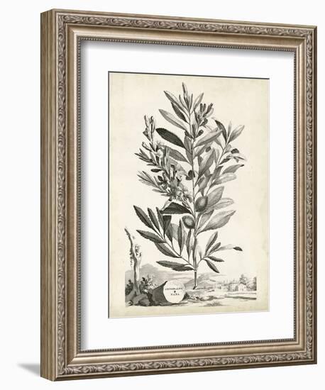 Scenic Botanical VI-Abraham Munting-Framed Art Print