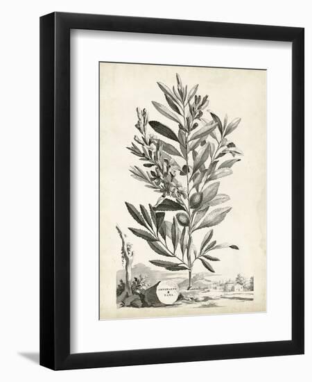 Scenic Botanical VI-Abraham Munting-Framed Art Print