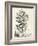 Scenic Botanical VI-Abraham Munting-Framed Art Print