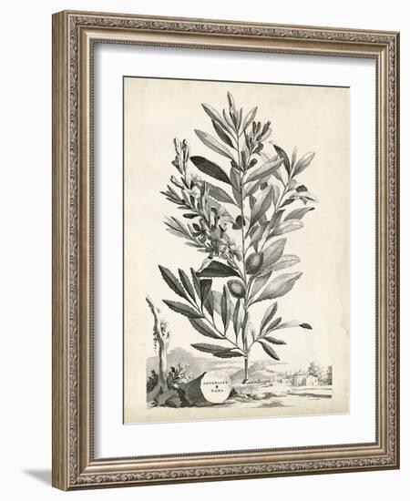 Scenic Botanical VI-Abraham Munting-Framed Art Print