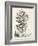 Scenic Botanical VI-Abraham Munting-Framed Art Print