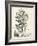 Scenic Botanical VI-Abraham Munting-Framed Art Print