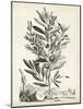 Scenic Botanical VI-Abraham Munting-Mounted Art Print