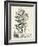 Scenic Botanical VI-Abraham Munting-Framed Art Print