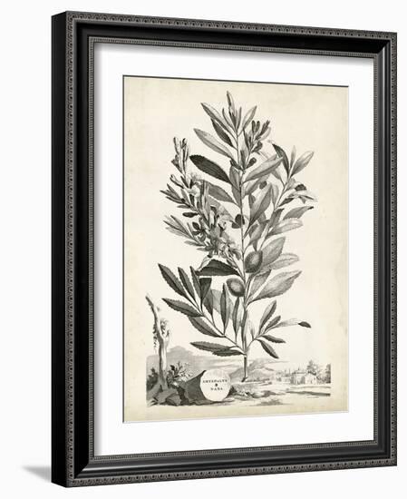 Scenic Botanical VI-Abraham Munting-Framed Art Print