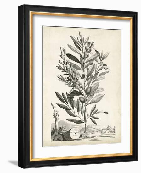 Scenic Botanical VI-Abraham Munting-Framed Art Print