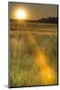 Scenic crop of barley, Vexin Region, Normandy, France-Jim Engelbrecht-Mounted Photographic Print