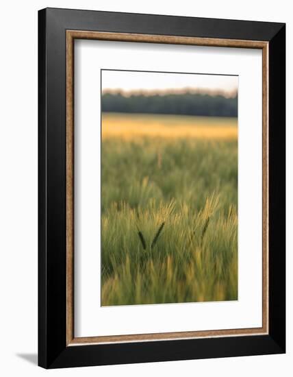 Scenic crop of barley, Vexin Region, Normandy, France-Jim Engelbrecht-Framed Photographic Print