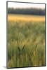 Scenic crop of barley, Vexin Region, Normandy, France-Jim Engelbrecht-Mounted Photographic Print
