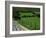 Scenic Dirt Road with Wildflowers, County Cork, Ireland-Marilyn Parver-Framed Photographic Print