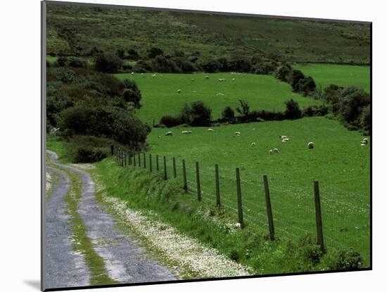 Scenic Dirt Road with Wildflowers, County Cork, Ireland-Marilyn Parver-Mounted Photographic Print