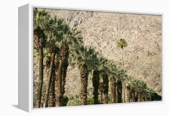 Scenic of Palm Trees, Palm Springs, California, USA-Julien McRoberts-Framed Premier Image Canvas