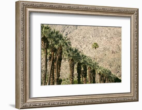 Scenic of Palm Trees, Palm Springs, California, USA-Julien McRoberts-Framed Photographic Print