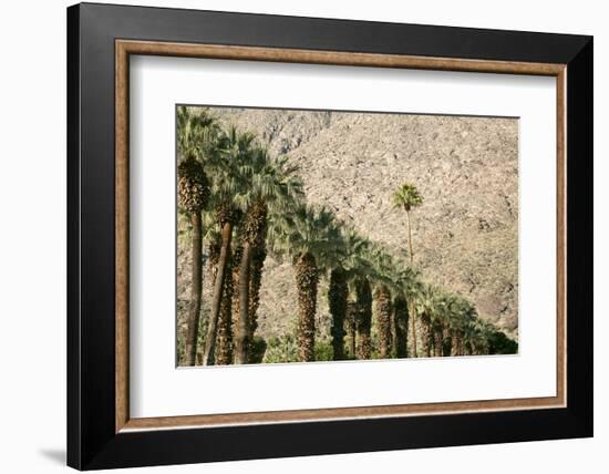 Scenic of Palm Trees, Palm Springs, California, USA-Julien McRoberts-Framed Photographic Print