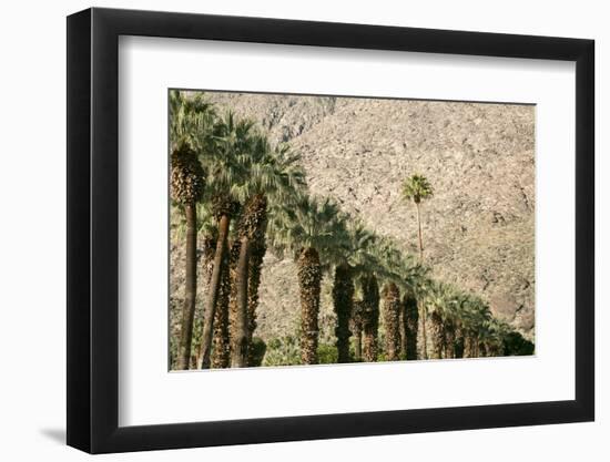 Scenic of Palm Trees, Palm Springs, California, USA-Julien McRoberts-Framed Photographic Print