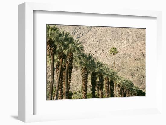 Scenic of Palm Trees, Palm Springs, California, USA-Julien McRoberts-Framed Photographic Print