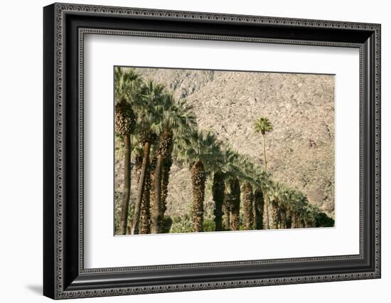 Scenic of Palm Trees, Palm Springs, California, USA-Julien McRoberts-Framed Photographic Print