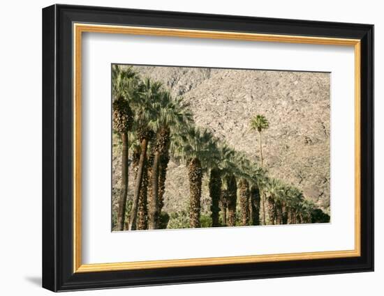 Scenic of Palm Trees, Palm Springs, California, USA-Julien McRoberts-Framed Photographic Print