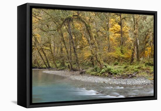 Scenic of Quinault River in the Olympic National Park, Washington, USA-Jaynes Gallery-Framed Premier Image Canvas