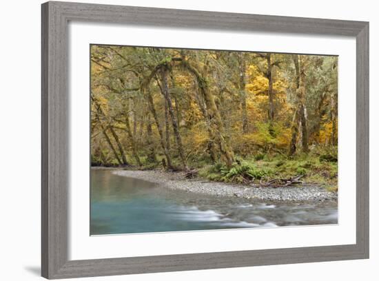 Scenic of Quinault River in the Olympic National Park, Washington, USA-Jaynes Gallery-Framed Photographic Print