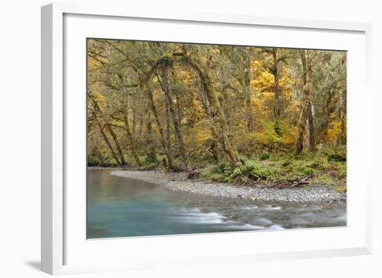 Scenic of Quinault River in the Olympic National Park, Washington, USA-Jaynes Gallery-Framed Photographic Print